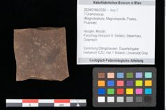 Foto (Objekt + Etikett) von Graminea ? sp.  (NHMW-GEO-2024-0188-0390)